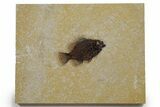 Detailed Fossil Fish (Cockerellites) - Wyoming #349254-1